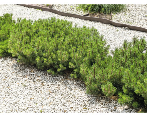 Rad av dvärgfyrar i trädgård med stenar