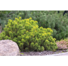 Barrträd i trädgården med stenar och grus