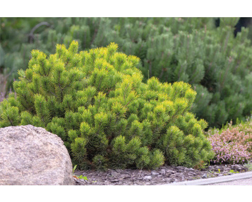 Barrträd i trädgården med stenar och grus