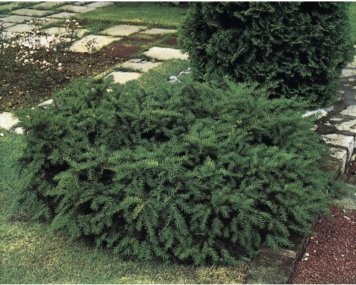 Klotformig idegransväxt i trädgården