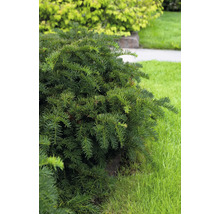 Närbild av en vintergrön buske i trädgården