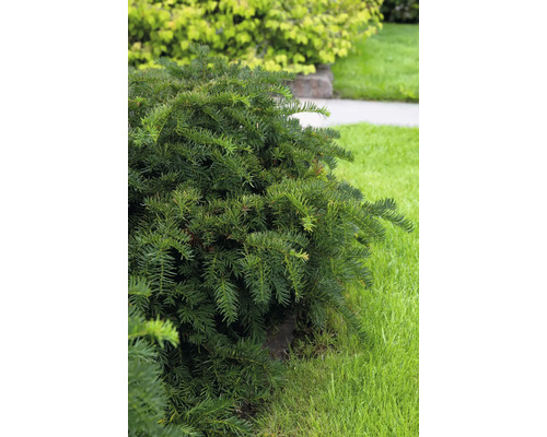 Närbild av en vintergrön buske i trädgården