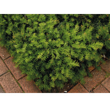 På bilden syns en grön idegran bredvid en röd gatsten.