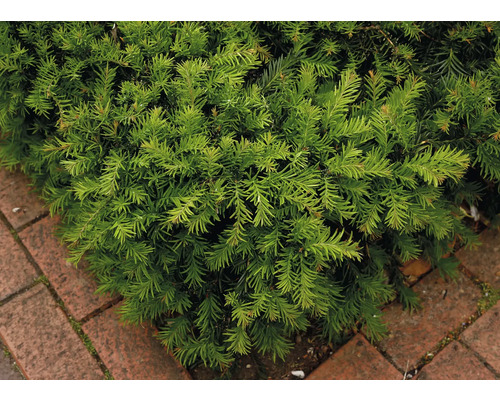 På bilden syns en grön idegran bredvid en röd gatsten.