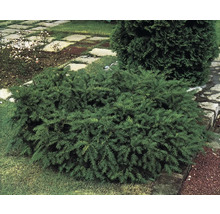 Klotformig idegransväxt i trädgården