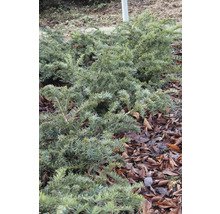 Idegran som marktäckare i en rabatt