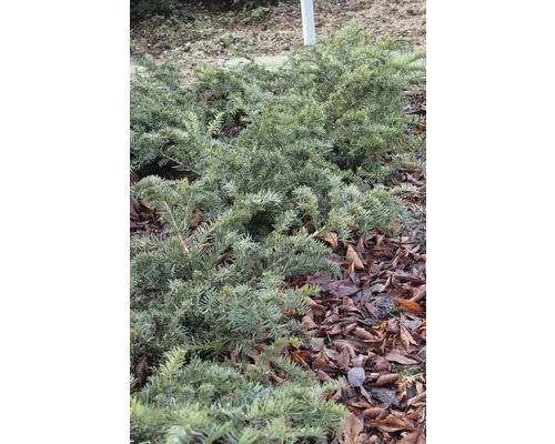 Idegran som marktäckare i en rabatt