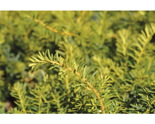 Närbild av en idegranskvist.