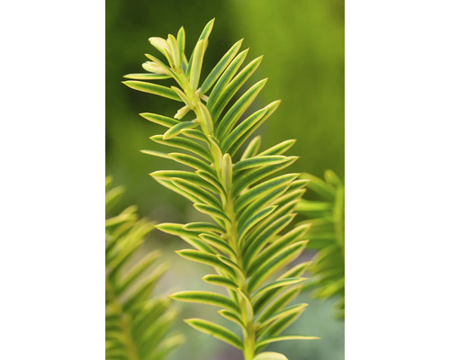 Gren av ett pelaridegran med barr