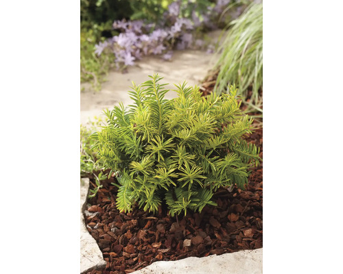 På bilden syns en dvärgtuja i trädgården.