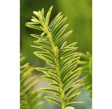 Gren av ett pelaridegran med barr