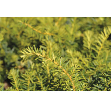 Närbild av en idegranskvist.