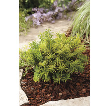 På bilden syns en dvärgtuja i trädgården.