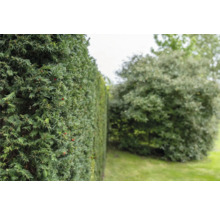 Bilden visar en grön idegranshäck i trädgården.