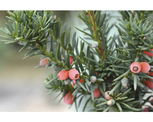 Idegran med barr och röda bär