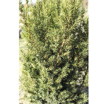 Närbild av ständigt grön idegran