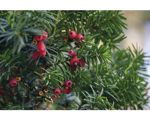 Idegran med röda bär och gröna barr.