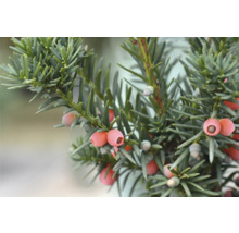 Idegran med barr och röda bär