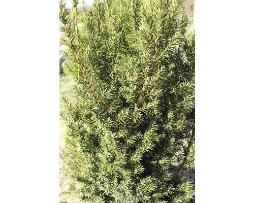 Närbild av ständigt grön idegran