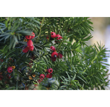 Idegran med röda bär och gröna barr.