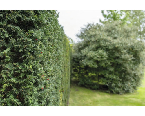 Bilden visar en grön idegranshäck i trädgården.