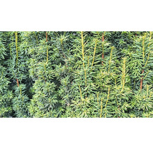 Närbild av en tät idegranshäck med gröna barr