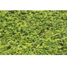 Närbild av en tät, grön häck.