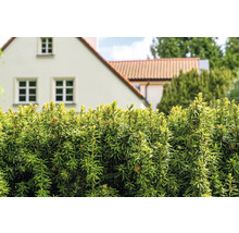 I förgrunden syns en grön häck och i bakgrunden ett bostadshus.