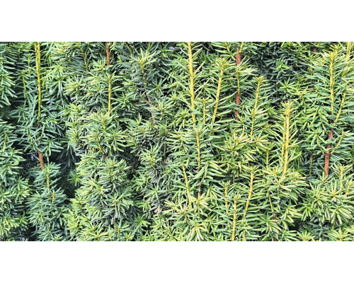 Närbild av en tät idegranshäck med gröna barr