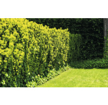 Formklippt buskhäck i trädgården