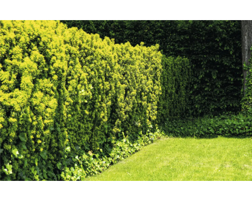 Formklippt buskhäck i trädgården