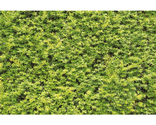 Närbild av en tät, grön häck.