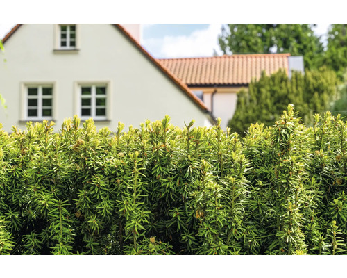 I förgrunden syns en grön häck och i bakgrunden ett bostadshus.