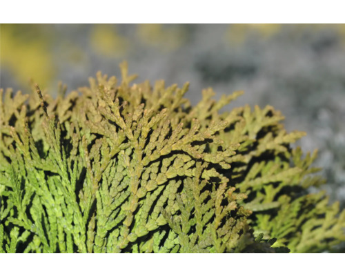 Närbild av tujagrenar