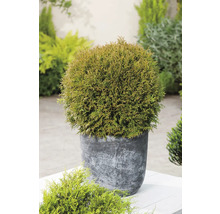 Klotformad tuja i kruka för trädgården