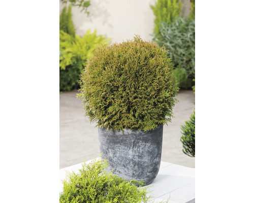Klotformad tuja i kruka för trädgården
