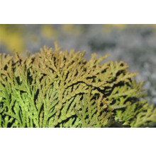 Närbild av tujagrenar