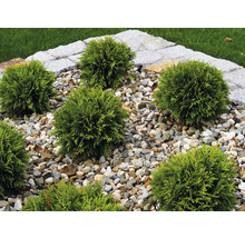 Flera klotformiga tujaväxter i trädgårdsrabatt med stenar