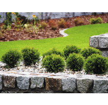 Liten grön klotformad tuja i trädgården med stenmur och grus