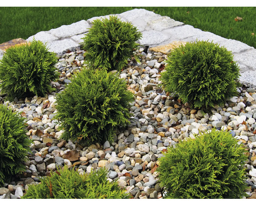 Flera klotformiga tujaväxter i trädgårdsrabatt med stenar