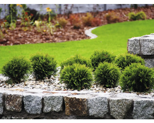 Liten grön klotformad tuja i trädgården med stenmur och grus