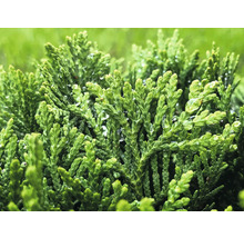 Närbild av cypresgrenar med vattendroppar