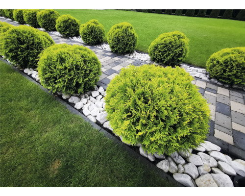 Trädgårdslandskap med sfäriska buskar, småsten och stengång