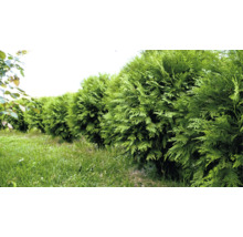 Rad av Thuja växter som häck i trädgården