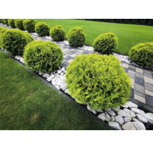 Trädgårdslandskap med sfäriska buskar, småsten och stengång