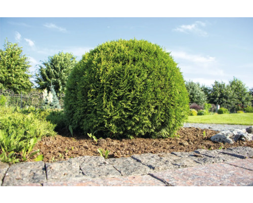 Klotformad tuja i trädgården.