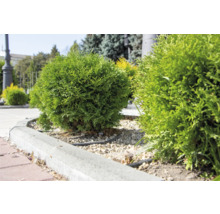 Klotformad tuja i trädgårdsrabatt med gräskant