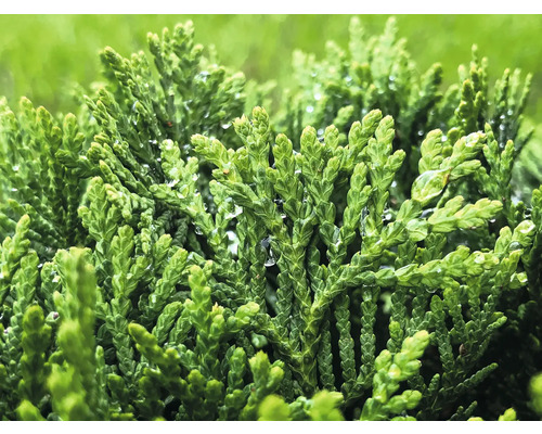 Närbild av cypresgrenar med vattendroppar