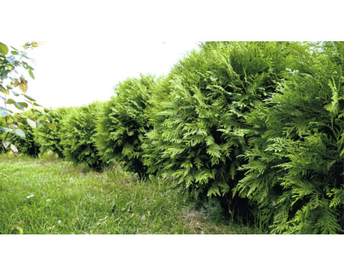 Rad av Thuja växter som häck i trädgården