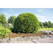 Klotformad tuja i trädgården.